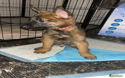Belgian Shepherd Dog dogs for sale: Mali-Dutchies in Bishop Auckland - Image 8