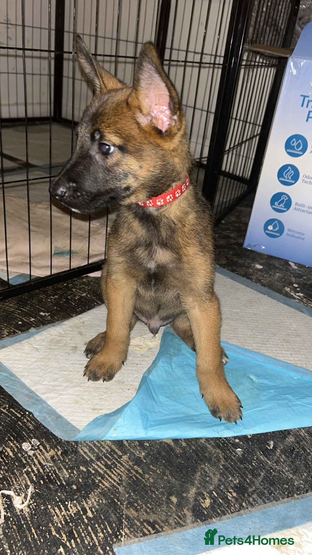 Belgian Shepherd Dog dogs for sale: Mali-Dutchies in Bishop Auckland - Image 8