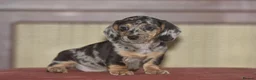 Dachshund dogs for sale: Adorable puppies looking for new home - Advert 8