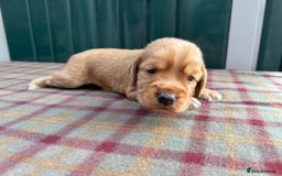 Cocker Spaniel dogs for sale: Working cocker spaniel puppies - Image 18