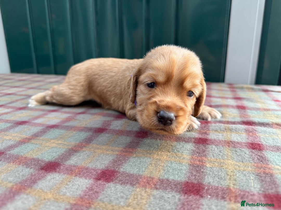 Cocker Spaniel dogs for sale: Working cocker spaniel puppies - Image 18