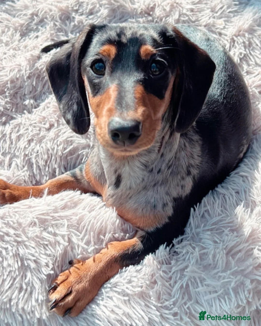 Miniature Dachshund dogs for sale: Female Miniature Dachshund (3 years old) - Advert 1