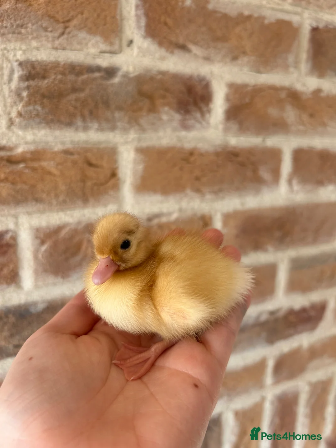 Ducks poultry for sale: Call ducklings - Advert 1