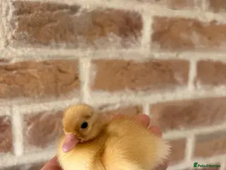 Ducks poultry Call ducklings - Advert 5