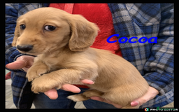 Miniature Dachshund dogs for sale: Beautiful Miniature Dachshunds. - Advert 8