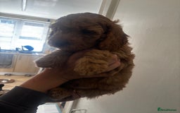 Cockapoo dogs for sale: F2 cockapoo pups  - Image 10