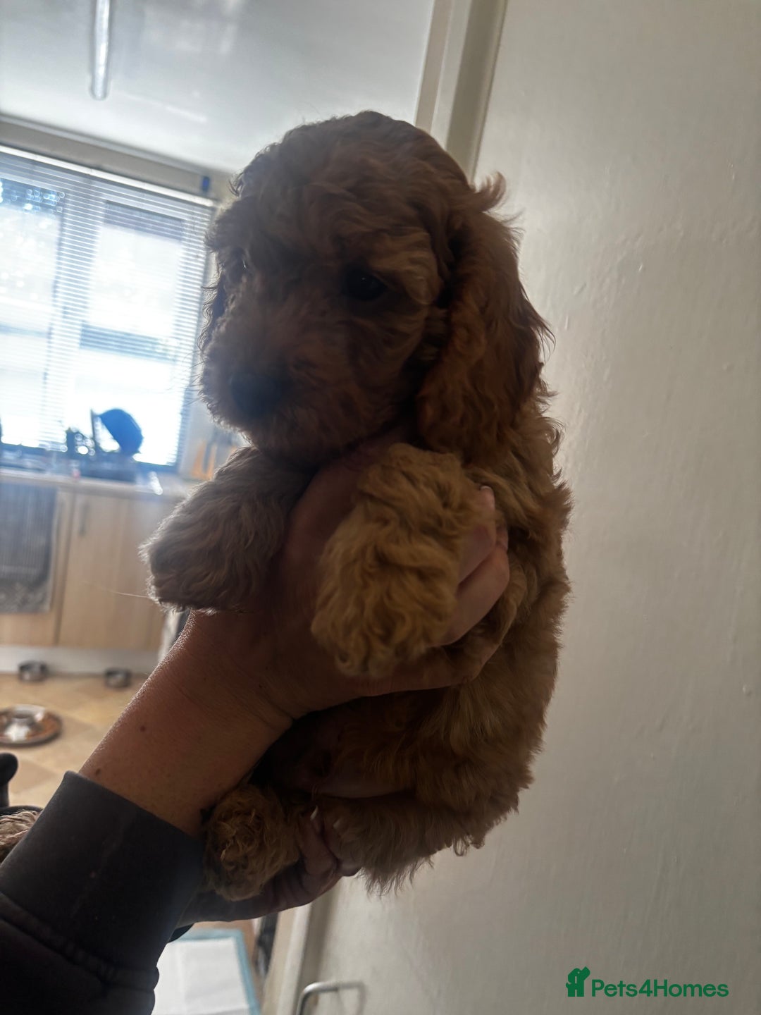 Cockapoo dogs for sale: F2 cockapoo pups  - Image 10