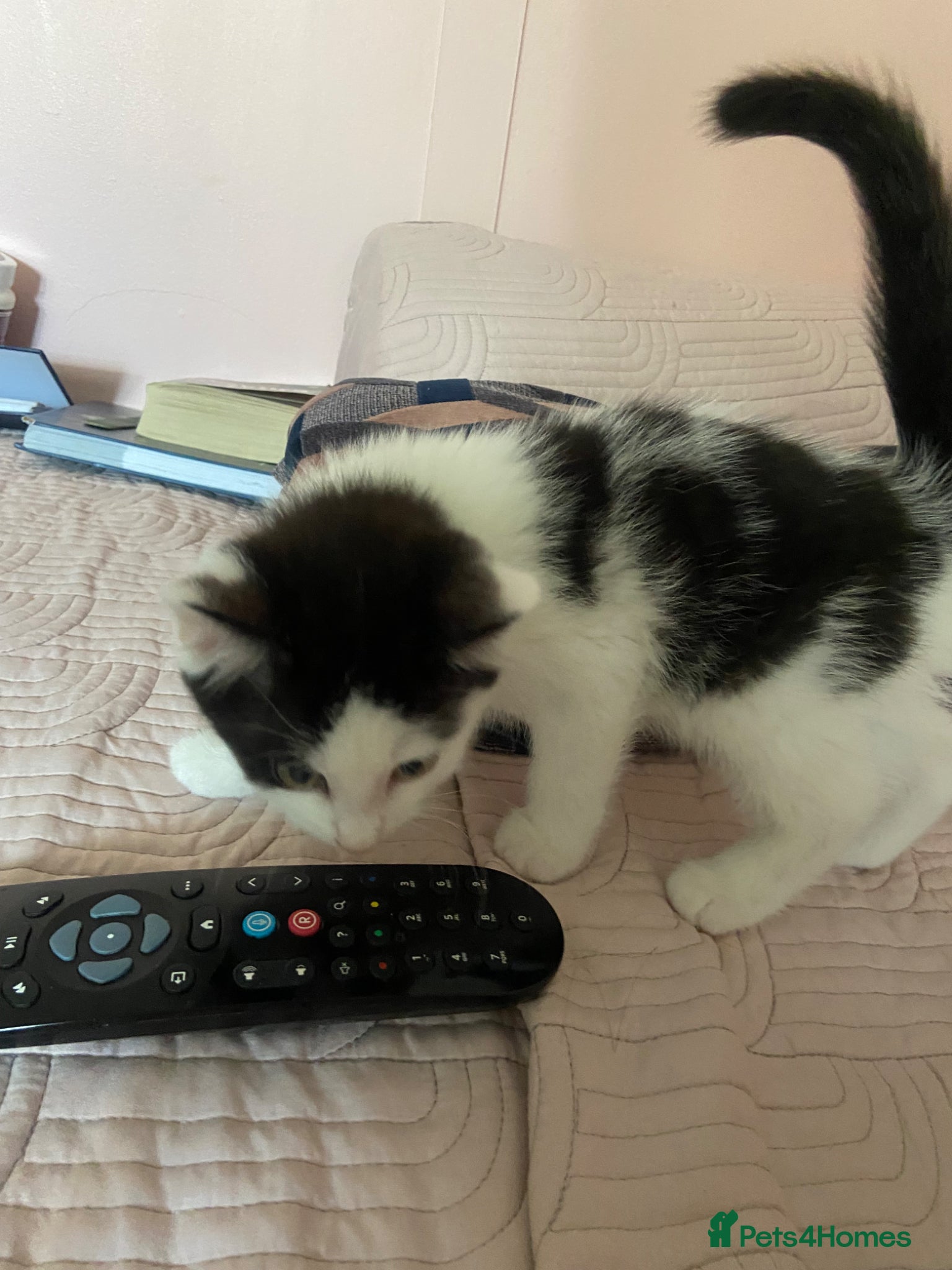 Ragdoll cats Reduced! Beautiful kitten reduced last one - Advert 2