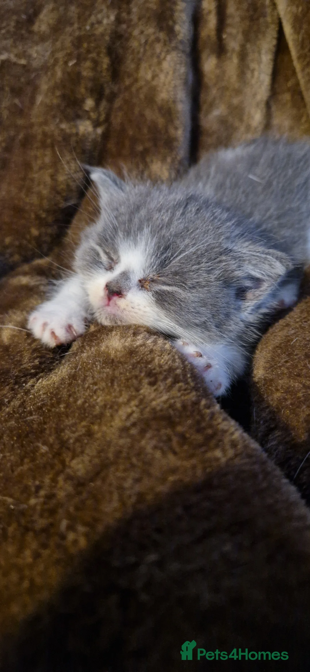 Persian cats for sale: Persian Kittens - Advert 2