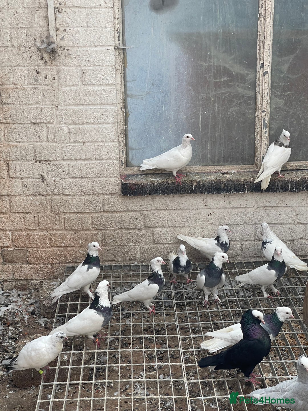 Pigeons birds for sale: Togi breeding pair - Image 7
