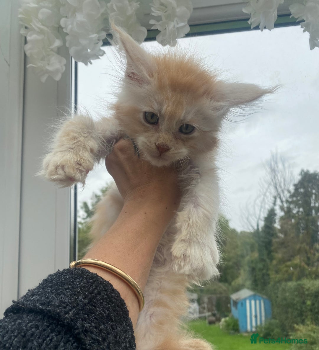 Maine Coon cats for sale: Registered Maine coon kittens  - Image 22