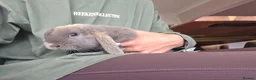 Mini Lop rabbits for sale: Two females: Mama and baby for sale - Advert 2