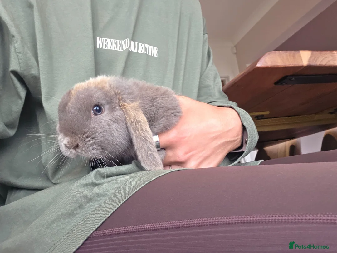 Mini Lop rabbits for sale: Two females: Mama and baby for sale - Advert 2