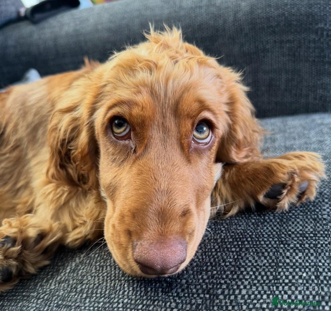 Cocker Spaniel dogs for sale: 2 x Show cocker spaniels (Red) - Image 13