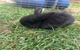 Mini Lop rabbits for sale: Adorable Baby Mini Lop Rabbits – Ready Soon! ✨🐰 - Image 13