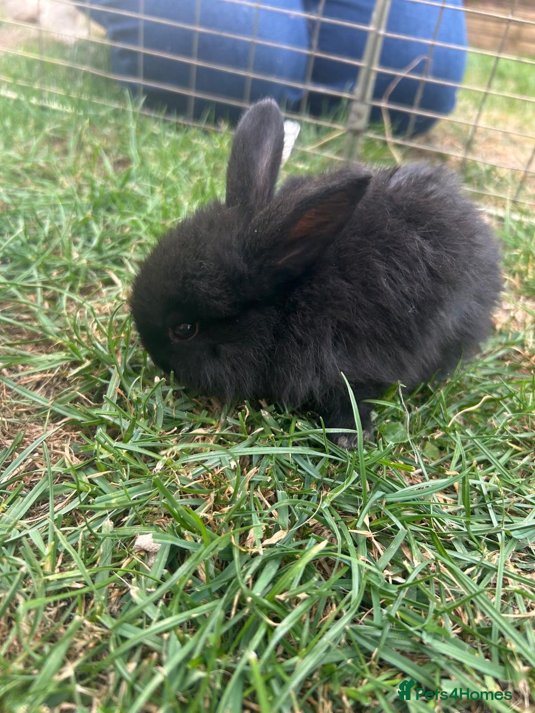 Mini Lop rabbits for sale: Adorable Baby Mini Lop Rabbits – Ready Soon! ✨🐰 - Image 13