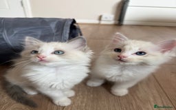 Ragdoll cats for sale: 🎀 Ragdoll kittens 🎀 2 left - Image 22