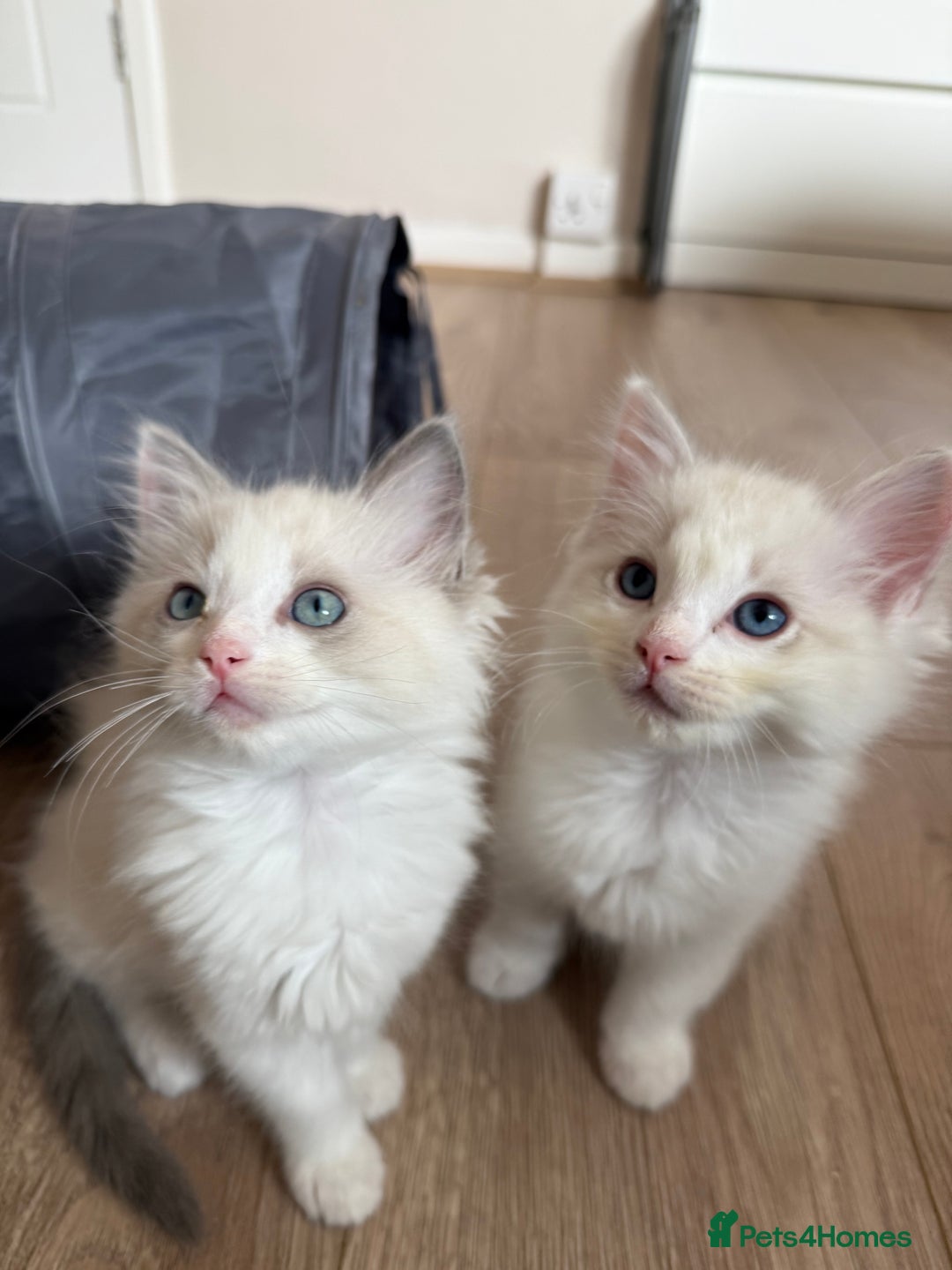Ragdoll cats for sale: 🎀 Ragdoll kittens 🎀 2 left - Image 22