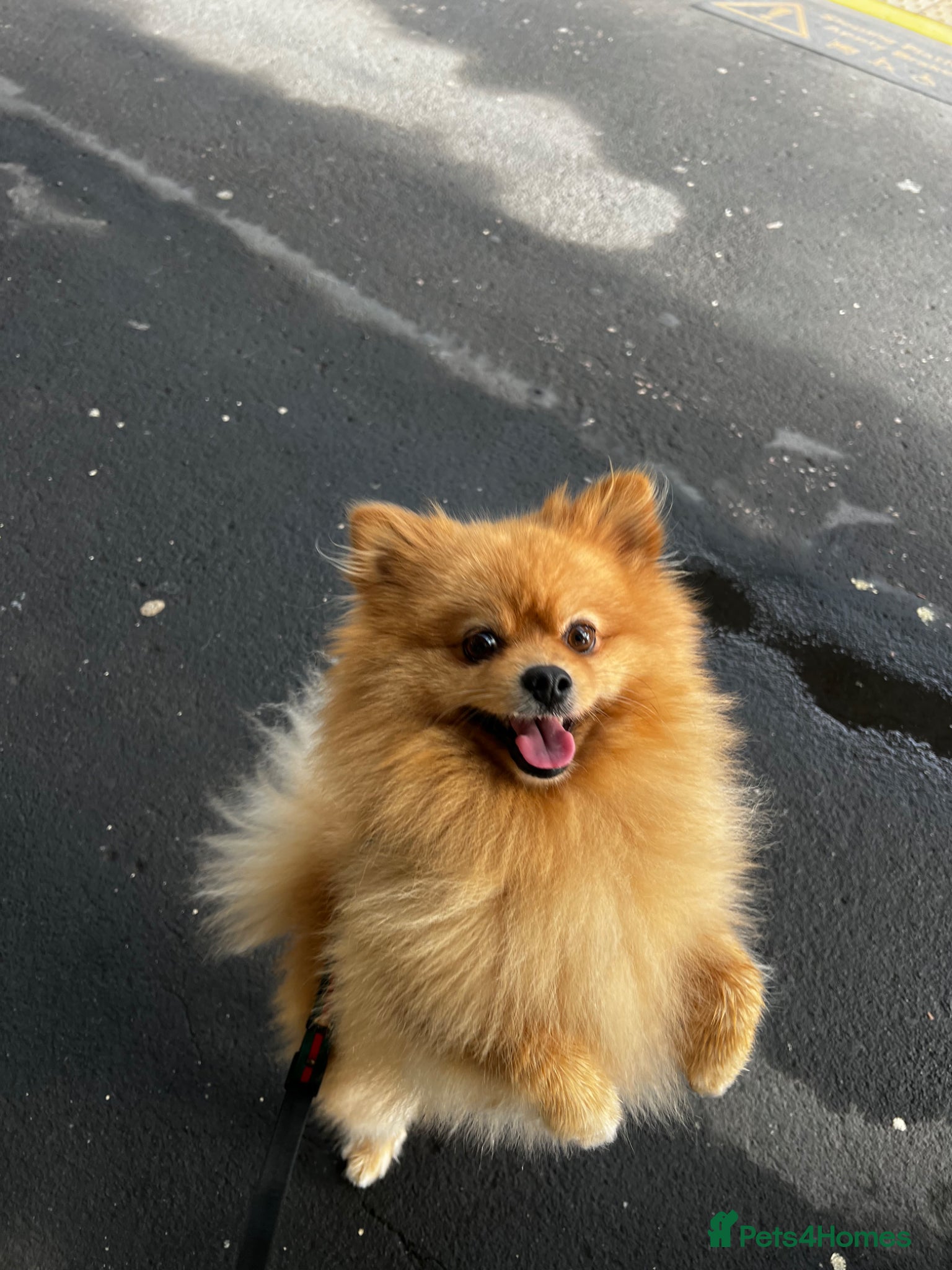 Pomeranian dogs EXCEPTIONAL KC REGISTERED POMERANIAN STUD – KENZO - Advert 2