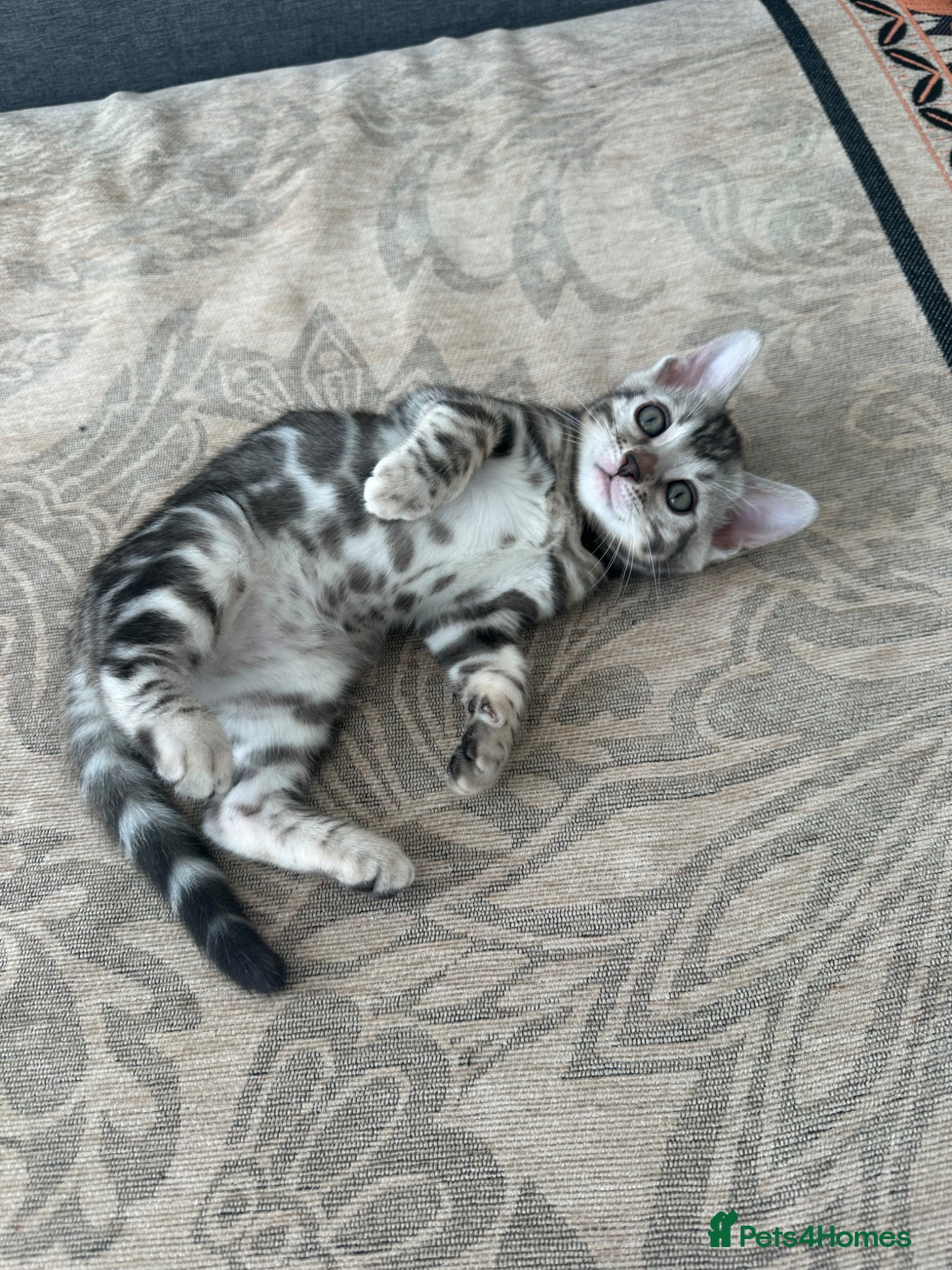 Bengal cats for sale: Bengal kittens for sale in Saffron Walden - Advert 10