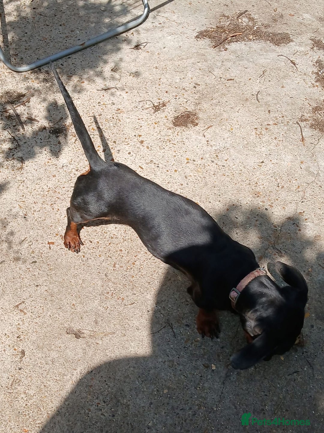 Mixed Breed dogs for sale: Adorable Jackrussel/Dachshund Puppy  - Advert 4