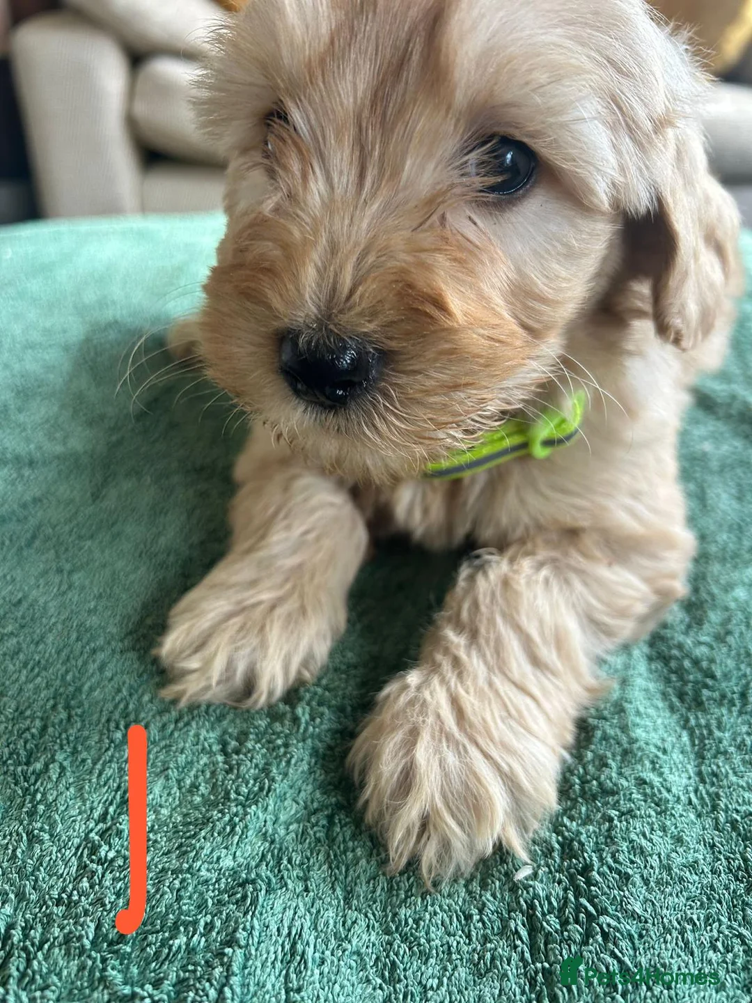 Goldendoodle dogs for sale: Gorgeous Goldendoodle Puppies - Advert 7