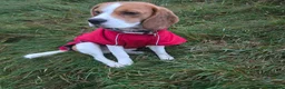 Beagle dogs for stud: Beagle for stud only - Advert 3