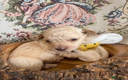 Shihpoo dogs for sale: ✨ Beautiful Shihpoo Puppies ✨  - Image 3