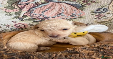Shihpoo dogs - Advert 15