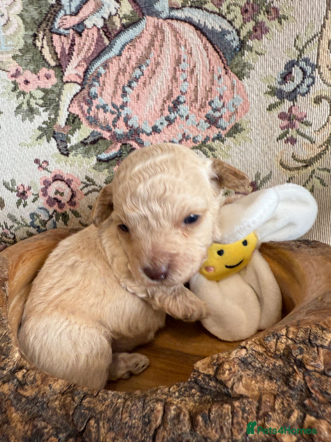 Shihpoo dogs for sale: ✨ Beautiful Shihpoo Puppies ✨  - Image 3