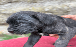 Cane Corso dogs for sale: 9 Beautiful Cane Corso Puppies for sale  - Image 9