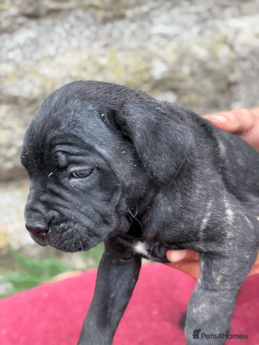 Cane Corso dogs for sale: 9 Beautiful Cane Corso Puppies for sale  - Image 9