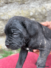 Cane Corso Puppy 8