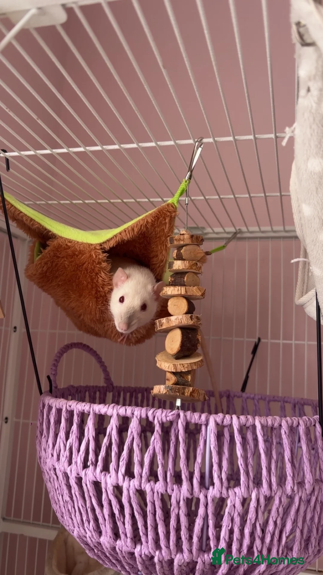 Rat rodents for sale: 2 friendly girl rats - Advert 6