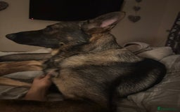 German Shepherd dogs for sale: Czech German shepherd male - Image 3
