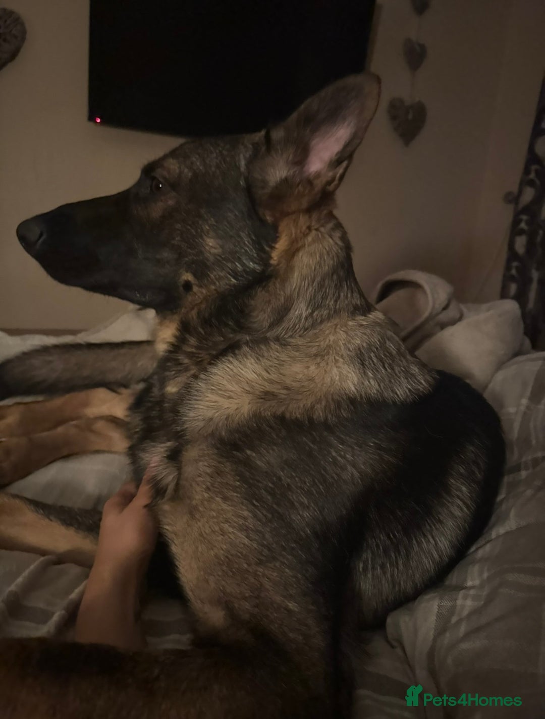 German Shepherd dogs for sale: Czech German shepherd male - Image 3