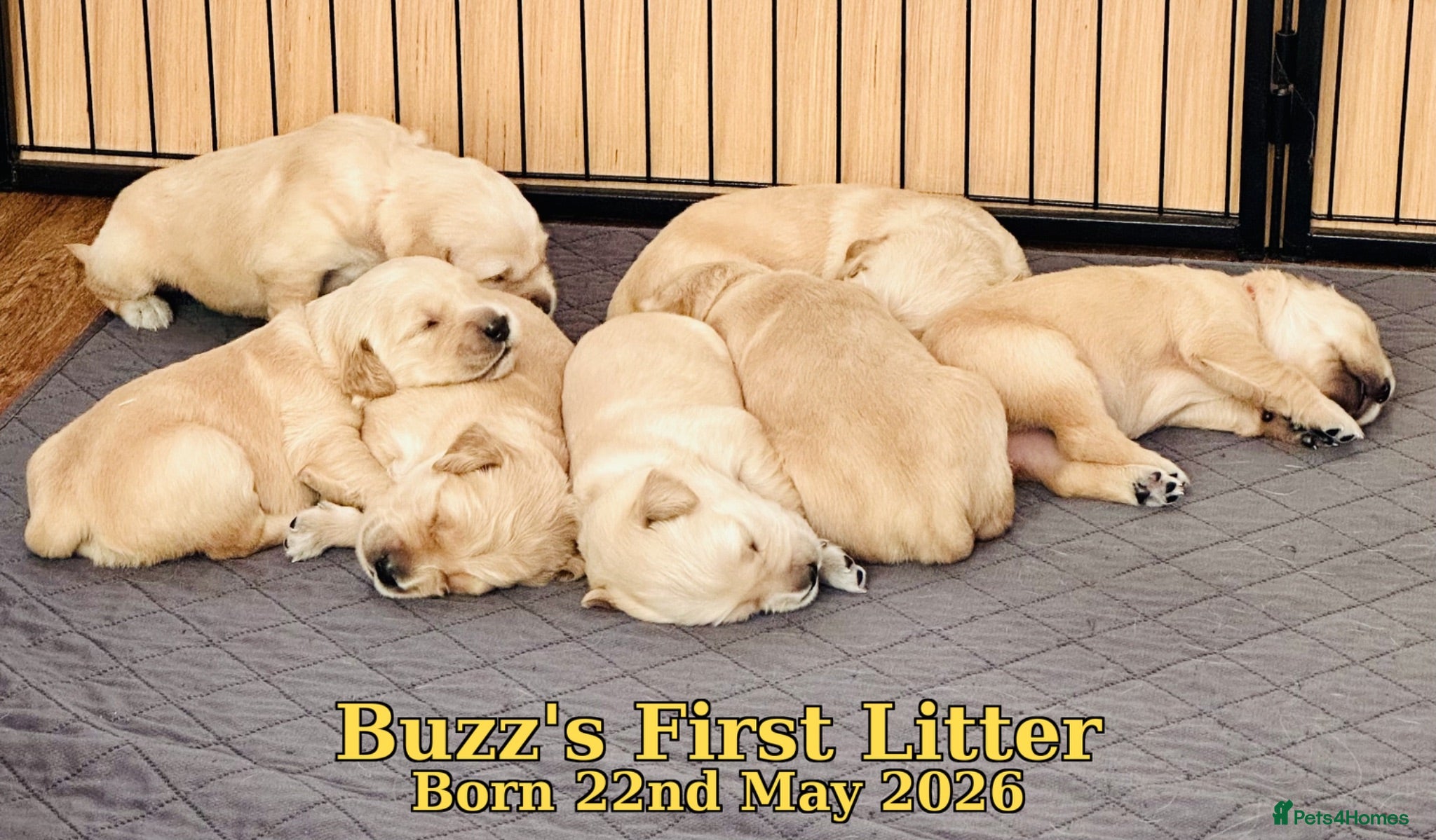 Golden Retriever dogs KC Golden Retriever Stud | DNA Clear - Advert 8