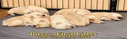 Golden Retriever dogs for stud: KC Golden Retriever Stud | DNA Clear - Advert 8