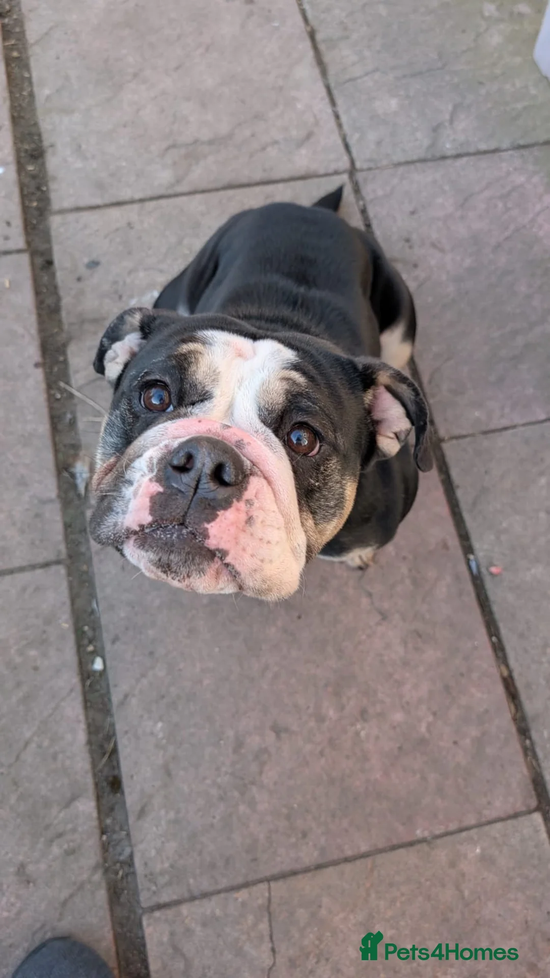 English Bulldog dogs for sale: Beautiful English Bulldog bitch 2 years old - Advert 9