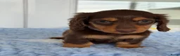Miniature Dachshund dogs for sale: Kc Kaninchen dachshund weeny weeny  - Advert 8