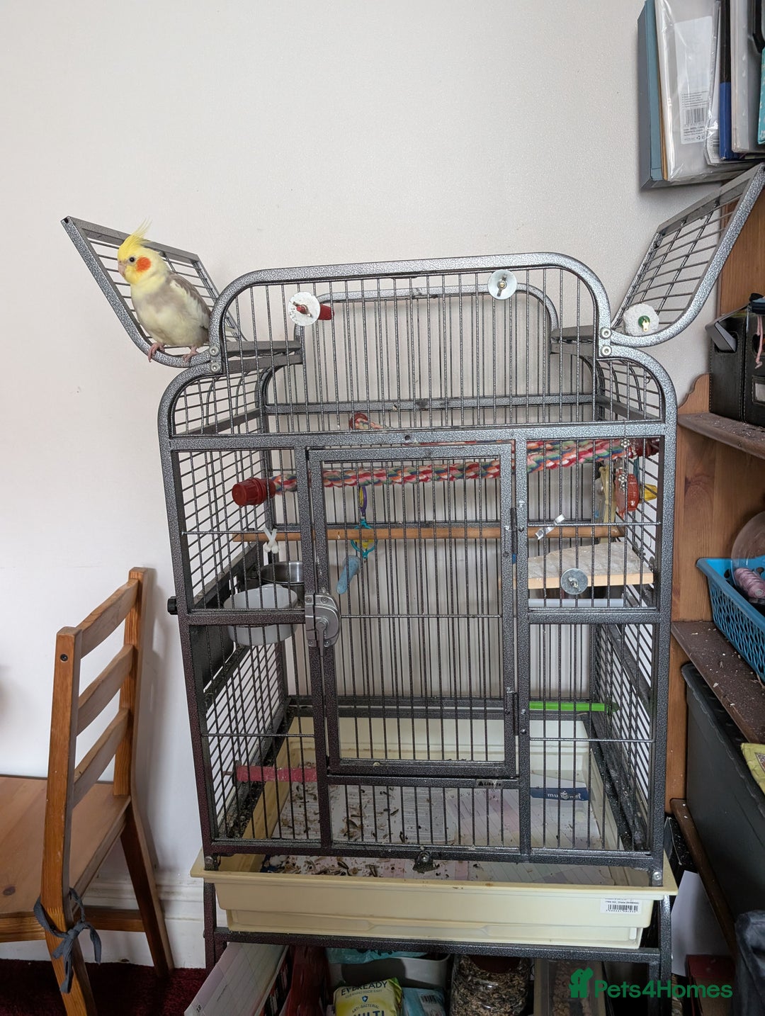 Cockatiels birds for sale: Cockatiel female 3 yrs old. Prefers out of cage. - Image 3