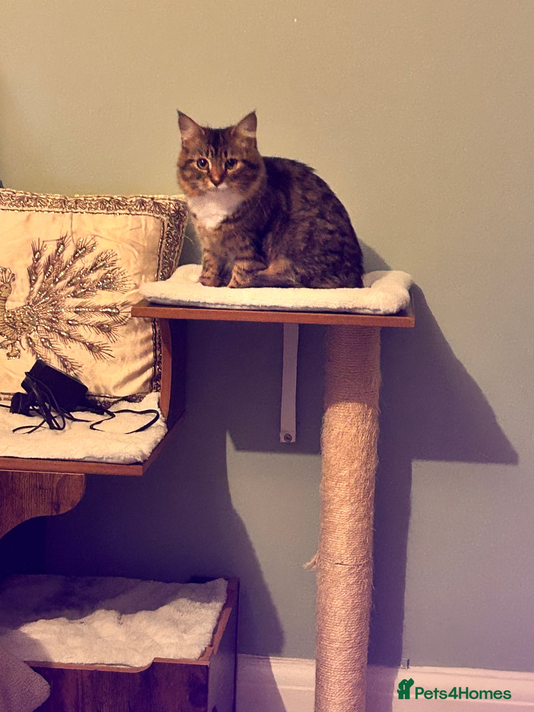 Mixed Breed cats for sale: Two 1 year old cats for sale  - Advert 2