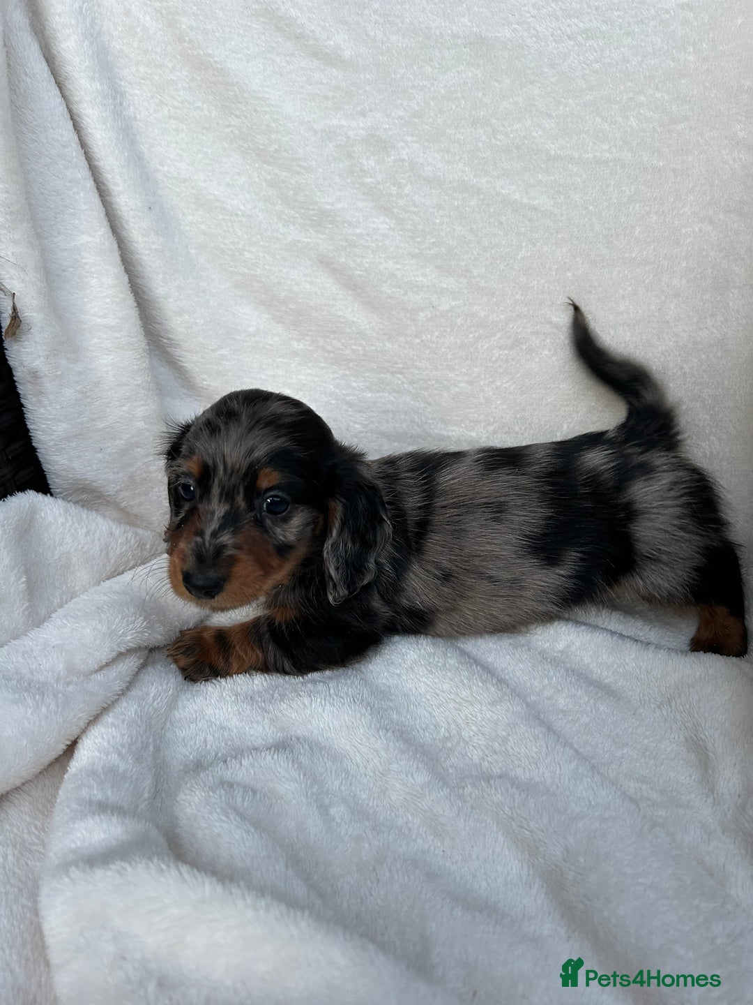 Dachshund dogs for sale: Miniature dashhounds  - Image 5