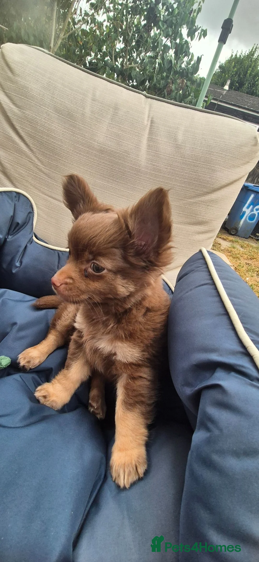 Chihuahua dogs for sale: Adorable chi boy  - Advert 2