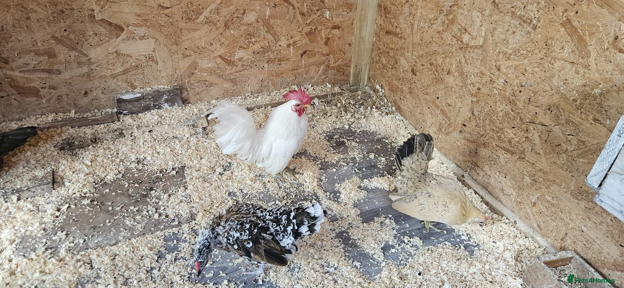 Chickens poultry 🐓 Serama Bantam Chickens & Roosters 🐓 - Advert 1