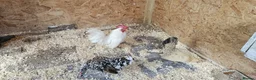 Chickens poultry for sale: 🐓 Serama Bantam Chickens & Roosters 🐓 - Advert 1