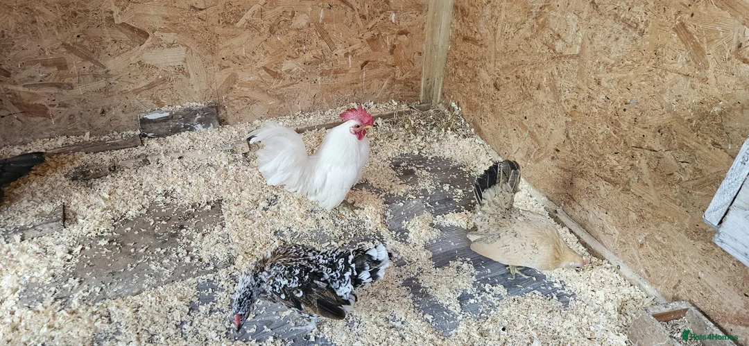 Chickens poultry for sale: 🐓 Serama Bantam Chickens & Roosters 🐓 - Advert 1