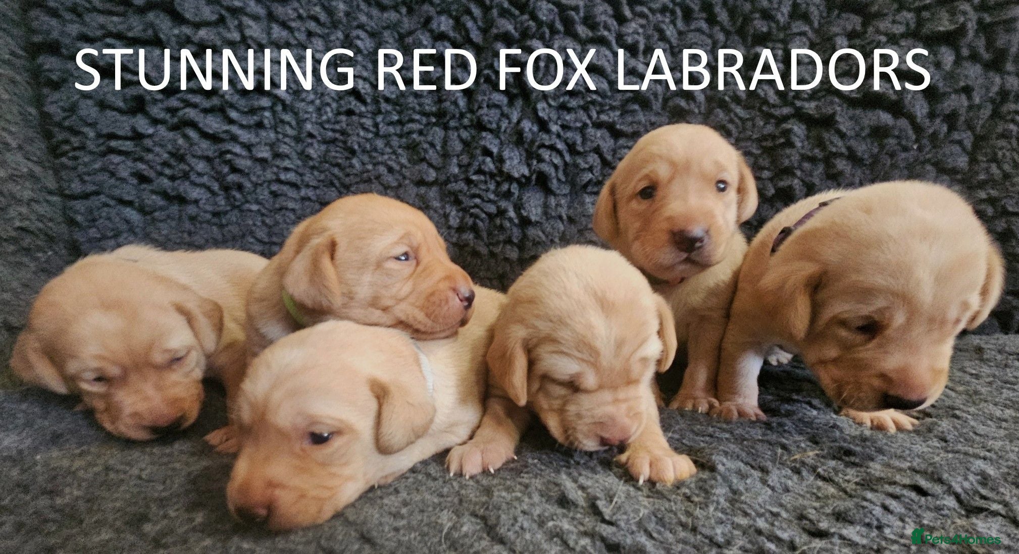 Labrador Retriever dogs Stunning Red Fox Labs-Health checked, KC Reg, FTCH - Advert 1