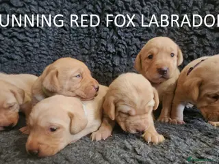 Labrador Retriever dogs Stunning Red Fox Labs-Health checked, KC Reg, FTCH - Advert 1