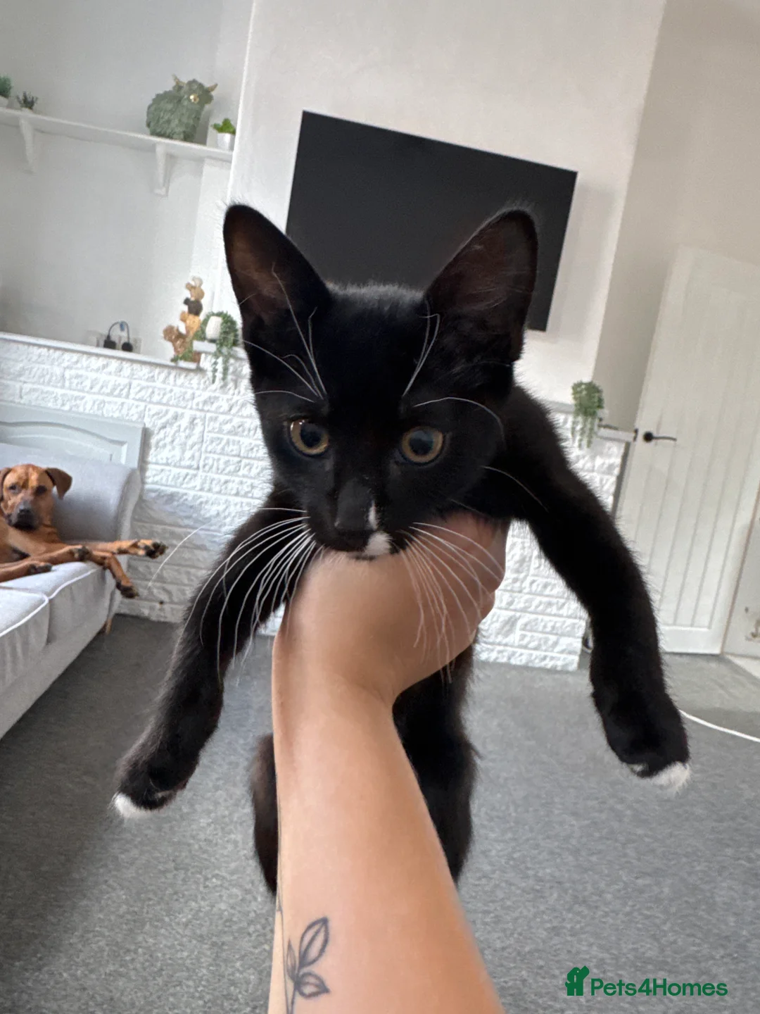 Mixed Breed cats for sale: 13 Week male Kitten  - Advert 2